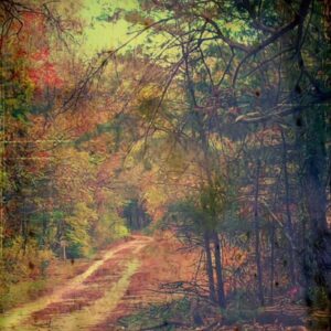 photo Blackberry Trail - Taken in November 2016 by Alexis Rotella