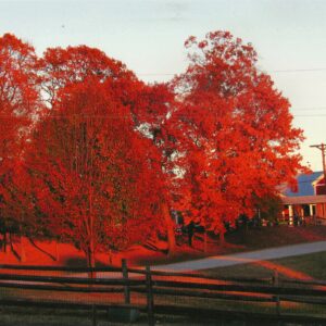 photo Sunset on the Trees - Taken of a group of trees near the side of the Visitors Center which has the wooden swing on November 18, 2016 by Karen Schoenhaar