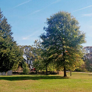 photo Trees - Taken on October 31, 2016 by Denise Miller