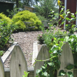 photo Peeking Over the Fence - Taken at the Kitchen Garden on July 21, 2016 by unknown photographer