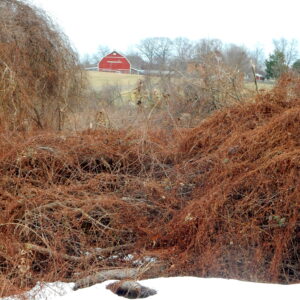 photo Kinder Winter - Taken on February 4, 2016 by John E Murphy