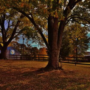 photo Autumn Fence Scene - Taken on November 6, 2016 by Matthew Beziat