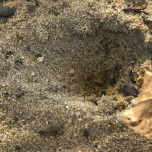 photo Antlion Pit - Taken about 250 feet northwest of Black Oak Pavilion on November 5, 2016 by Mark Laster