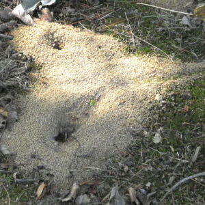 photo Merged Anthill - Taken about 250 feet northwest of Black Oak Pavilion on October 16, 2016 by Mark Laster