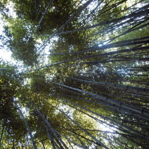 photo Bamboo Forest - Taken at Bunk's Pond on December 28, 2016 by Michelle Hannon