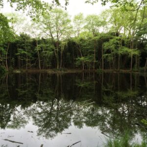 photo Spring Reflections - Taken at Bunk's Pond on April 29, 2016 by Olivia Tubaya