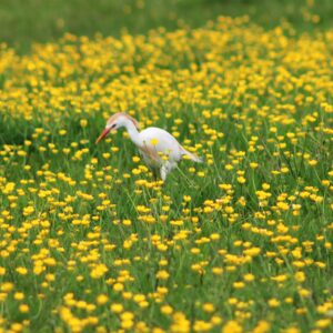photo Egret Among a Sea of Yellow - Taken on April 28, 2017 in the field between the silos and the barns by Mirjam Spaar
