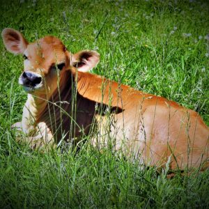 photo New Calf in the Meadow - Taken on June 1, 2017 at the cow pasture.  It was just sitting in the meadow looking at me by Mary Gallo