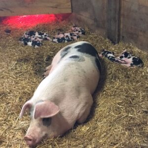 photo Six Day Old Piglets - Taken at the pig barn on September 17, 2017 by Diane Leiter