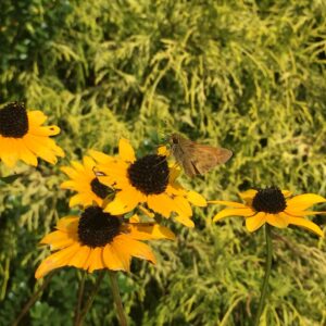 photo Moth at Work - Taken near the farmhouse on September 17, 2018 by Courtney Heflin