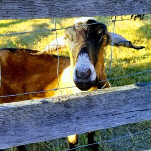 photo Goatin' Around - Taken on October 4, 2017 by Lauren Voss