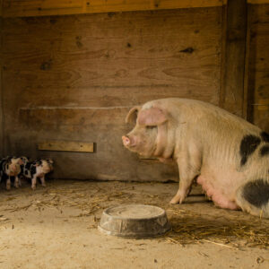 photo Leave Mom Alone - Taken in the sheep and pig barn on September 27, 2017 by Scott Doty