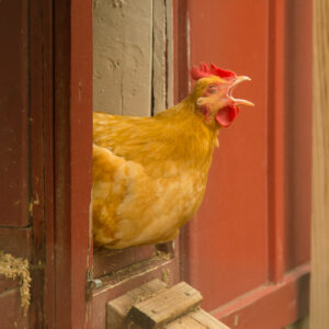 photo Wake up! - Taken at the chicken coop on May 20, 2017 by Scott Doty