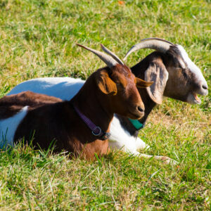 photo Watching the Kids - Taken November 17, 2017 in the field next to siios by Don Lewns