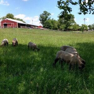 photo Spring Lambs - Taken on May 14, 2017 by Lorinda Bradley-Lewis