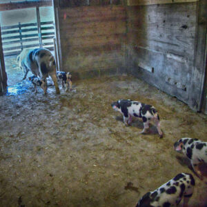 photo Piglets Heading Outside - Taken on October 18, 2017 by Mark Laster