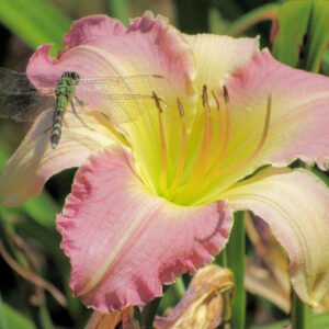photo Lilly Reststop - Taken on July 9, 2017 in the Kitchen Garden next to the  Farmhouse. by Karen Schoenaar