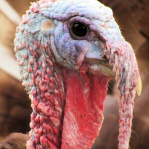 photo Portrait of Tom Turkey - Taken on November 1, 2017 by Karen Schoenaar