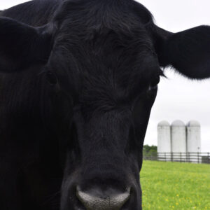 photo CJ - Taken in May 2017 by Melinda Myers