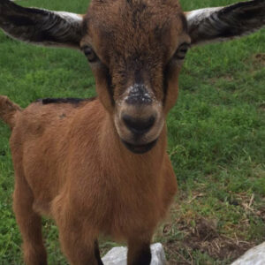 photo Living the "Goat" Life - Taken in June 2017 by Melinda Myers