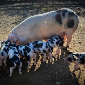 photo Lunch Time - Taken on October 28, 2017 at the pig pen by Martin McCann