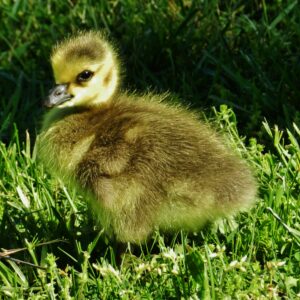 photo Gosling At Duck Pond - Taken on May 3, 2017 by Matthew Beziat