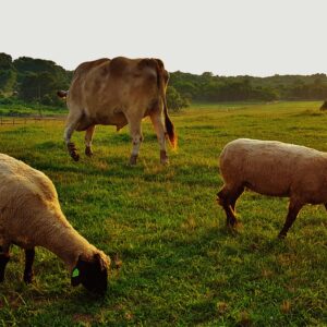 photo Grazing Pasture Scene - Taken on July 2, 2017 of animals in the field near the barn by Matthew Beziat