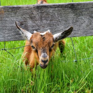 photo The Escape Goat - Taken on May 22, 2017 by Dina Malkiewicz