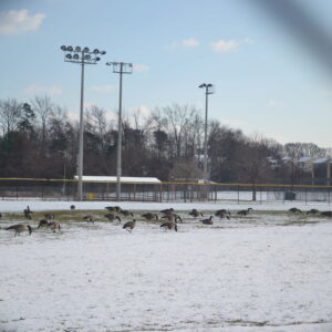 photo Geese in the Snow - Taken on December 10, 2017 near the field where sports are played; the geese are inside the fence by Cindy Myers