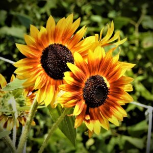photo Summer Sunflowers - Taken on August 28, 2017 at the Community Gardens by Mary Gallo