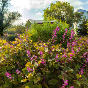 photo Flowers for the fence - Taken September 20, 2017 in the Kitchen Garden by Scott Doty