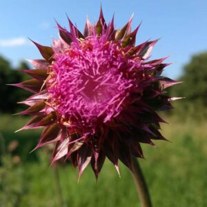 photo Thistle - Taken on June 3, 2017 in field behind buildings near Hidden Pond where gravel and other materials are kept by Lorinda Bradley-Lewis