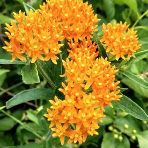 photo Yellow Milkweed - Taken on July 11, 2017 on Wildflower Trail by Lorinda Bradley-Lewis
