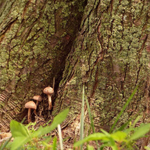 photo Mushrooms at Ground Level - Taken on August 21, 2017 near the North side of the Visitors Center by Mark Laster