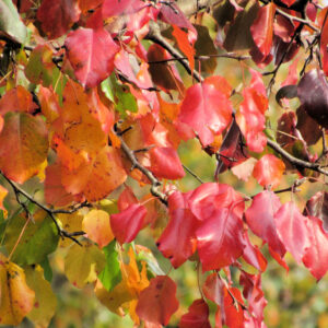 photo Autumn Leaves - Taken on November 3, 2017 along the Perimeter Trail, between the Woodland Garden and Blackberry Trail. by Karen Schoenaar