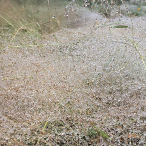 photo Untitled - Taken in October 2017,  by cow fields by Melinda Myers