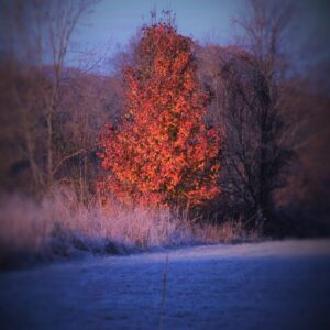 photo Flaming Tree - Taken on December 2, 2017 in the large field near the upper parking lot by Martin McCann