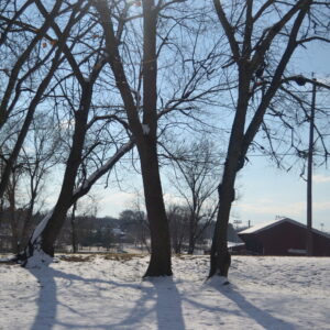 photo Tree Shadows - Taken on December 10, 2017 near the fenced path that leads to the playground and near the red barn by Cindy Myers
