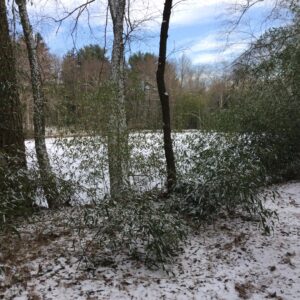 photo Winter Trees at Bunk's Pond - Taken on December 30, 2017 by Christine Kamenoff