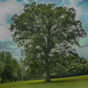photo Trees on Gentle Slope - Taken on August 11, 2017 Northeast of Playground by Mark Laster