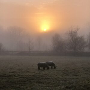 photo Misty Morning - Taken on February 23, 2017 by Jen Plant