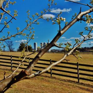 photo Gosling At Duck Pond - Taken on May 3, 2017 by Matthew Beziat