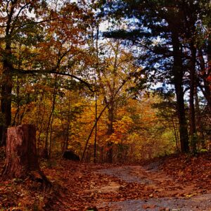 photo Autumn Road Scene - Taken on October 25, 2017 along the Blackberry Trail by Matthew Beziat