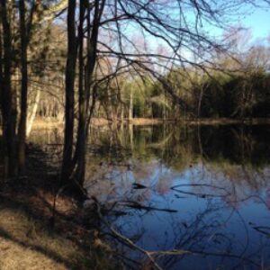 photo Bamboo Forest - Taken on March 5, 2017 ar Bunk's Pond by LeAnn Johnson
