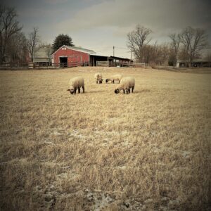 photo A Kinder Farm Park Postcard - Taken on December 30, 2017 by Chuck Kozub