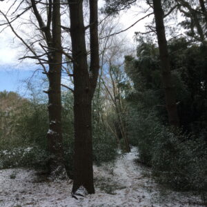 photo Winter Path at Bunk's Pond - Taken on December 30, 2017 by Christine Kamenoff