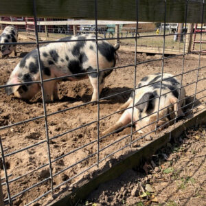 photo Pig Life - Taken at the pig pen on March 14, 2018 by Taylor Corona