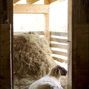 photo Golden Fleece - Taken in the barn after the annual Easter Egg Hunt on March 24, 2018 by Rachel Kramer