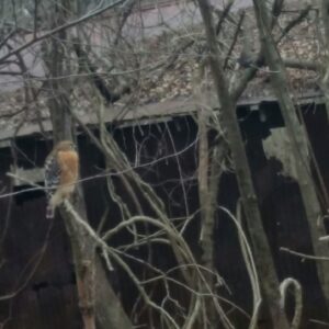 photo Protecting the Area - Taken over by pole barn on path towards the East-West Blvd entrance on February 1,2018 by David Montgomery