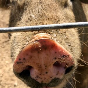 photo Little Miss Piggy - Taken by the hog pen on July 17, 2018 by Kathy Hayes